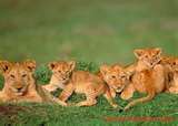 la maman lion est c'est 4 bébé 
